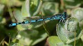 Coenagrion mercuriale male-223440